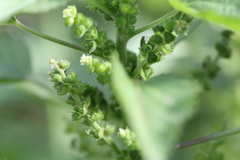 Laportea interrupta